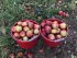 6 lahví domácího super moštu ze starého jablečného sadu na Ječmeništi za cenu pěti :)