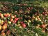 Domácí produkt! Jablečný mošt ze starého sadu v chráněné lokalitě Ječmeniště